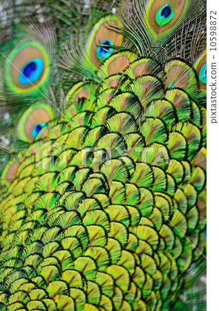 male Green Peacock feathers male Green Peacock feathers 10598872