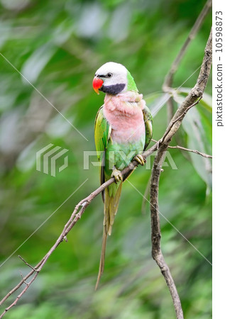 male Red-breasted Parakeet male Red-breasted Parakeet 10598873