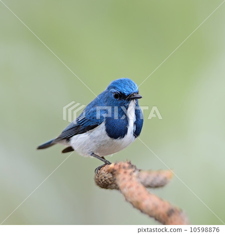 male Ultramarine Flycatcher male Ultramarine Flycatcher 10598876