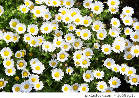 瑪格麗特 10599113