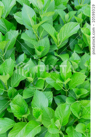 Leaves of hydrangea 10599319