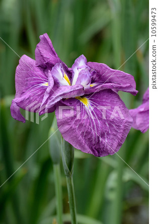 Glitter Glitter 10599473