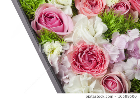 Rose flower 10599500