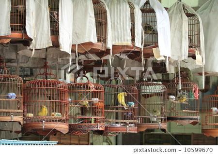 Hong Kong Birdcarden 10599670