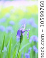 Iris 10599760
