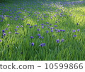 Iris 10599866