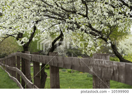 Spring Orchard 10599900