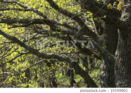 Spring Forest 10599901