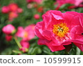 Peony root 10599915