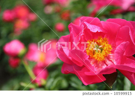 Peony root Peony root 10599915