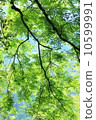 Blue leaves 10599991