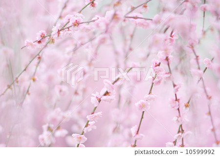 Weeping plum blossoms in full bloom 10599992