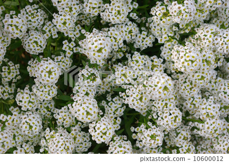 Alyssum 10600012