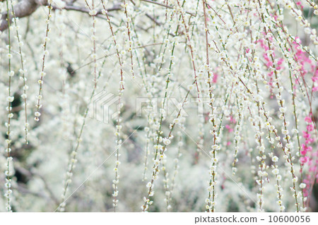 Fantastic full bloom weeping plum Fantastic full bloom weeping plum 10600056