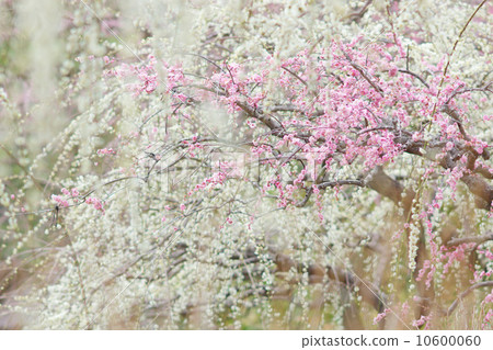 Fantastic full bloom weeping plum 10600060