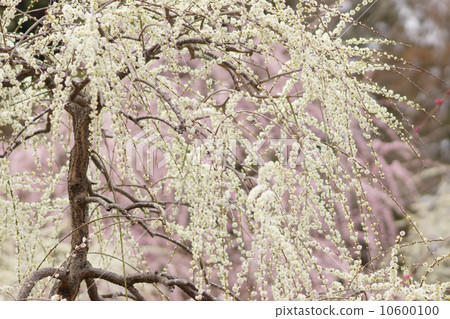 盛開的垂枝梅花 10600100