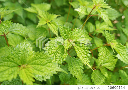 Nettle 10600114