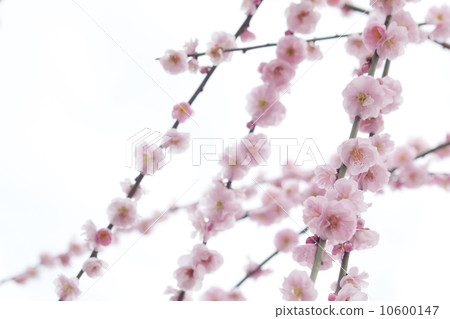 Weeping plum blossoms in full bloom 10600147