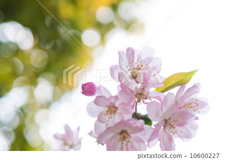 櫻花 10600227