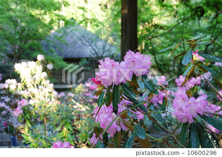 杜鵑花杜鵑花 10600296