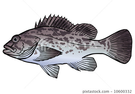 石斑魚 10600332