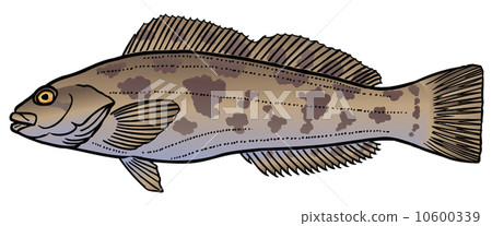 Ainame Ainame 10600339