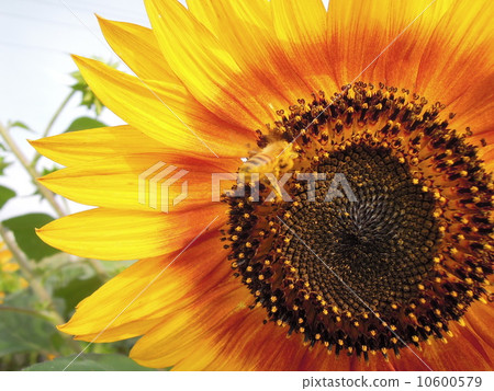 Sunflower and bee 10600579