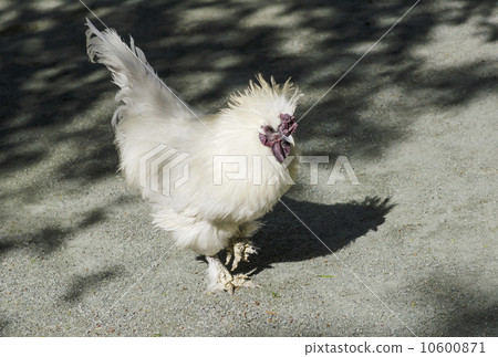 Crow bird chicken Crow bird chicken 10600871