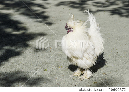 Crow bird chicken 10600872