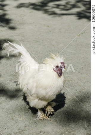 Crow bird chicken bird 10600873