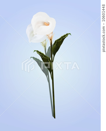 A Beautifully Perfect White Calla Lily Flower, on A Lovely Light Blue Background. 10601448