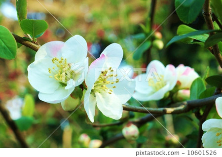 季節性花·日本柏樹花（模糊）·橫向位置 10601526