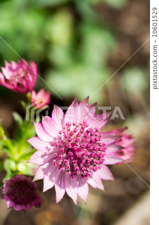 Astrantia 10601529