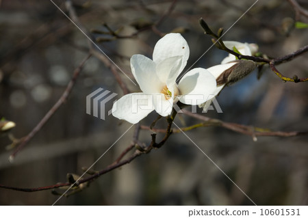 Kobushi flower 10601531