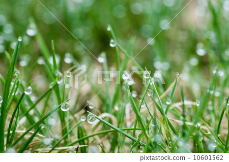 雨後的水滴 雨後的水滴 10601562