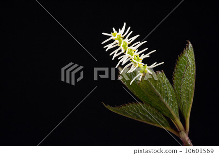 Hitorishizuka Hitorishizuka 10601569