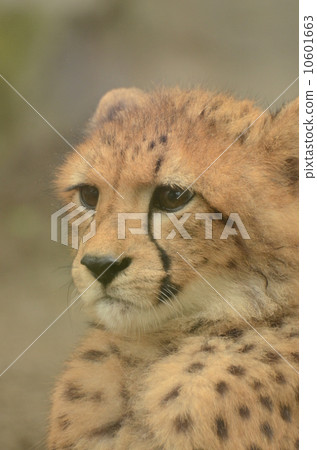 Cheetah 106 Cheetah 106 10601663