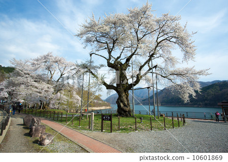 ShosokawaSakura④ ShosokawaSakura④ 10601869
