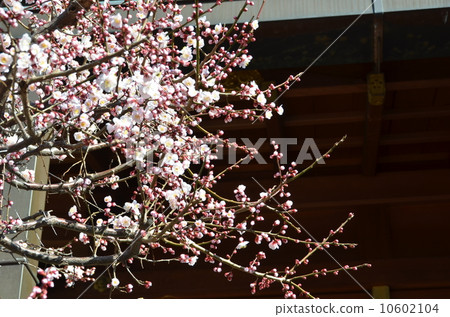 plum	 10602104