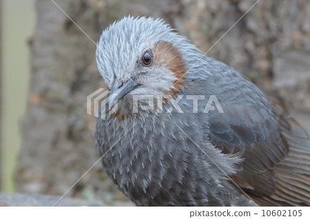 Brown faces with beautiful coat 10602105