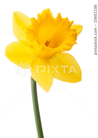 Daffodil flower or narcissus isolated on white background cutout Daffodil flower or narcissus isolated on white background cutout 10602186