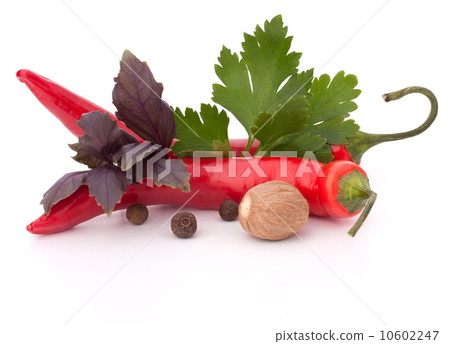 Hot red chili or chilli pepper and aromatic herbs leaves still l 10602247