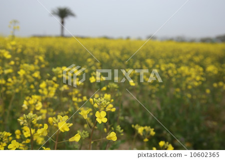 強姦開花 10602365