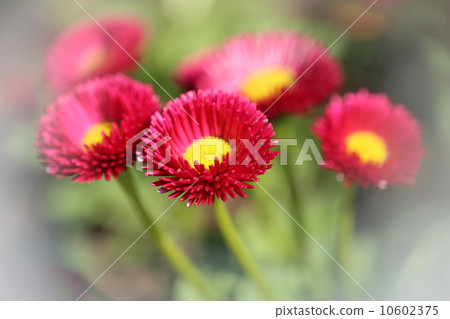 Toxilaz花 10602375
