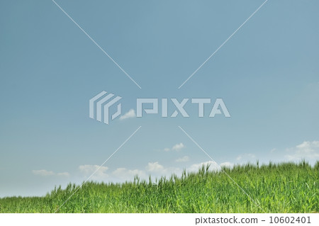 Foggy wheat and blue sky copy space that began to sparkle Foggy wheat and blue sky copy space that began to sparkle 10602401