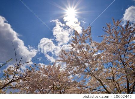 Cherry Blossoms	 Cherry Blossoms	 10602445