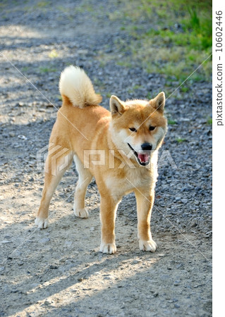 Shiba Inu 3 years old 10602446