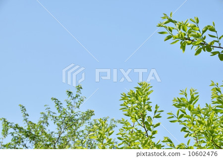 Fresh green blue sky copy space 10602476