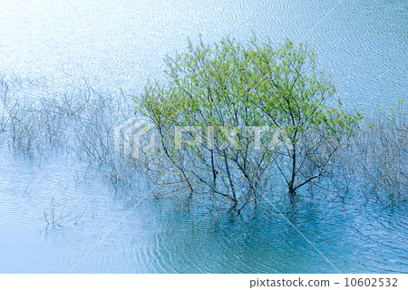 Fresh green 10602532