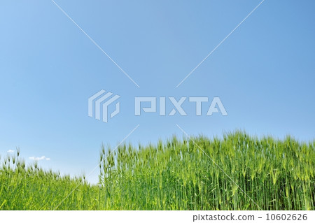 有霧的小麥和藍天復制空間開始閃耀 10602626